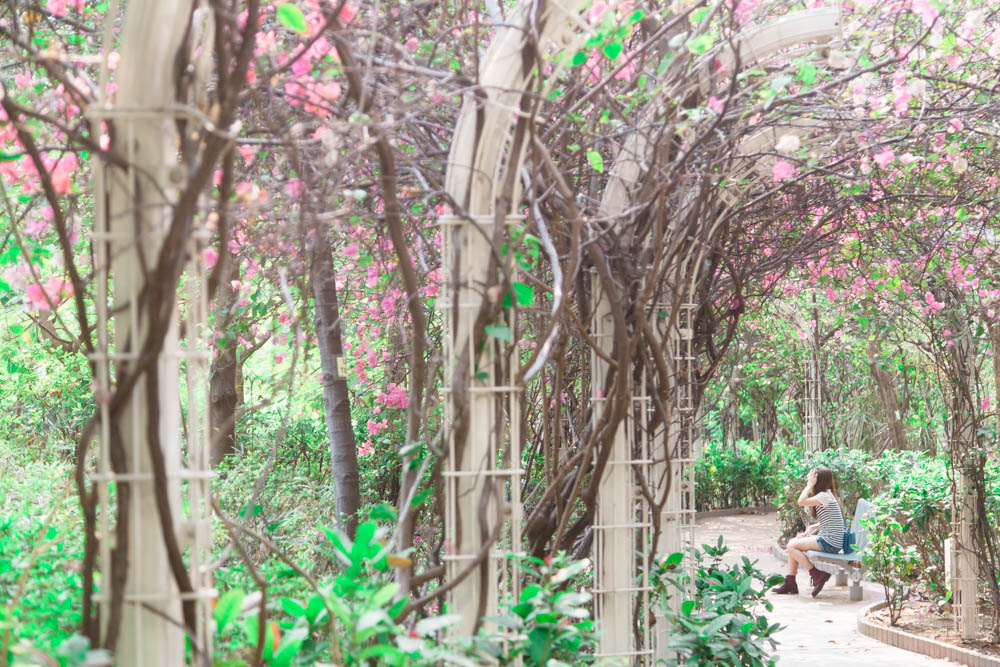 賞花-好去處-黃金海岸6