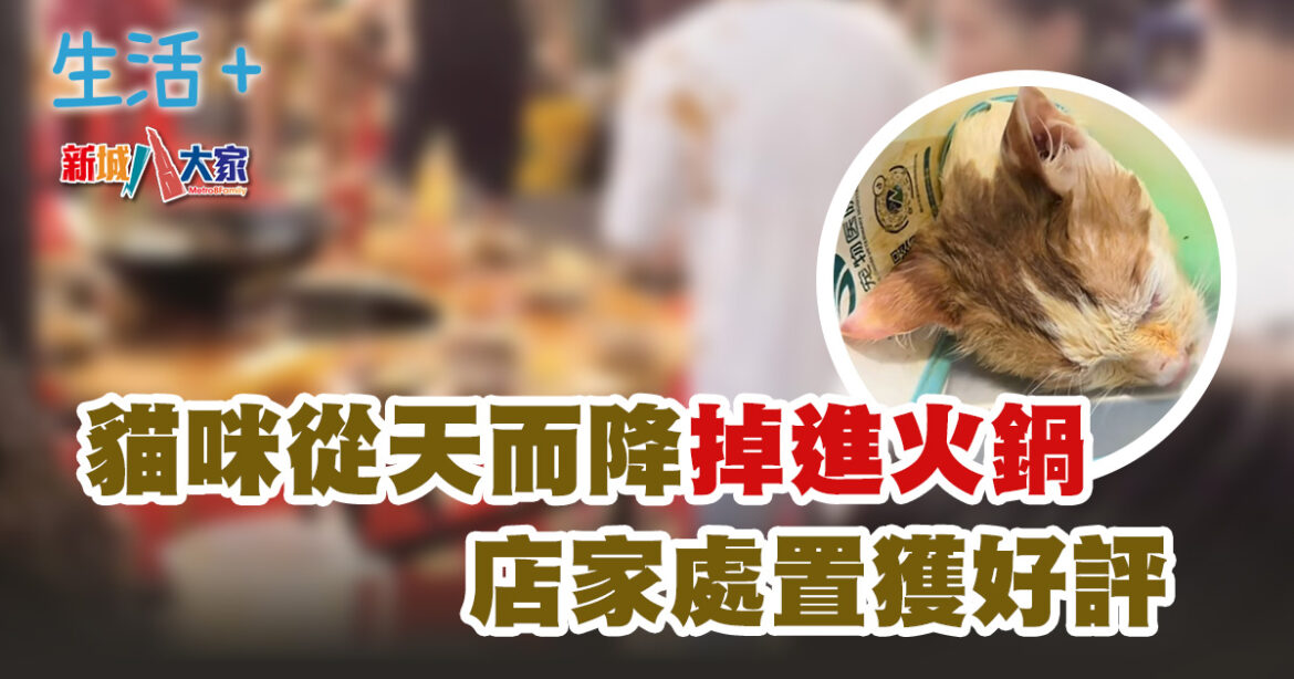 貓咪從天而降掉進火鍋 店家處置獲好評