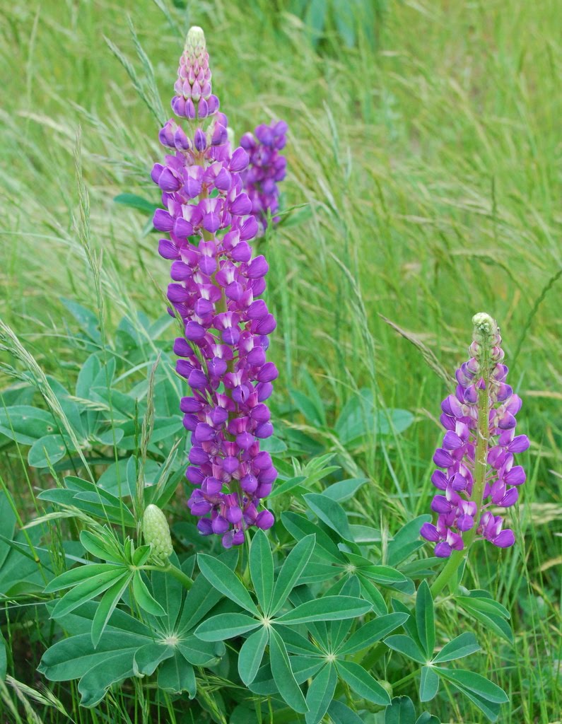 母親節-送花-花語5