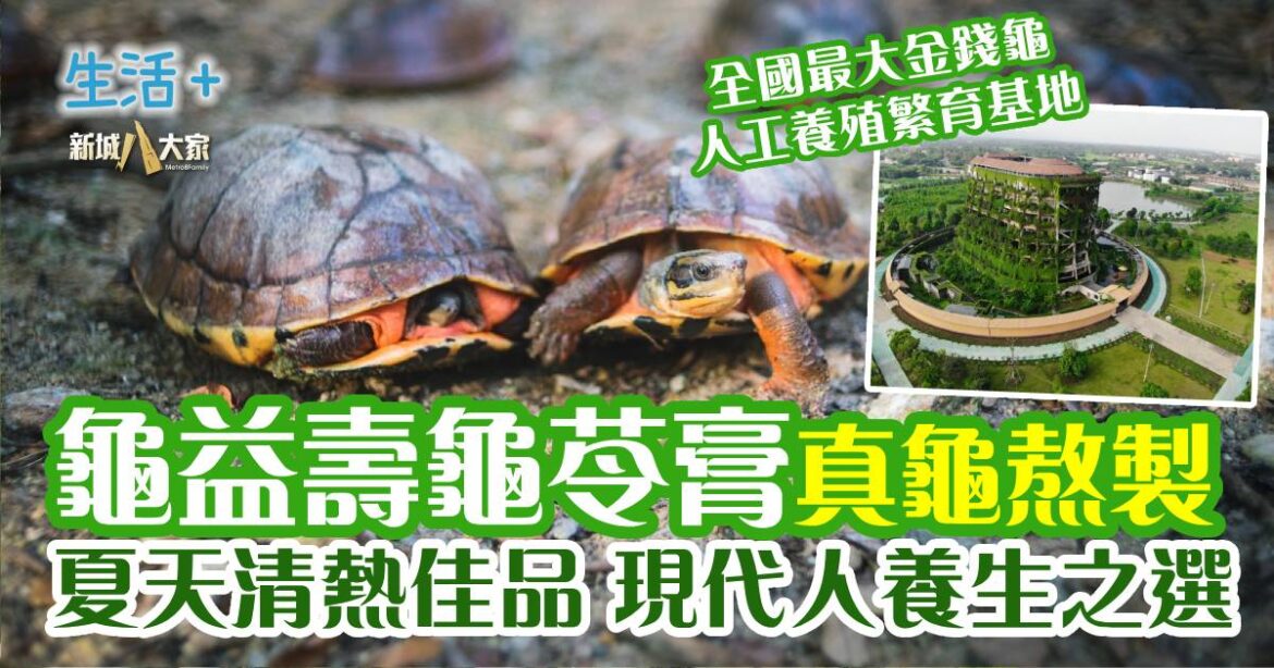 龜益壽龜苓膏真龜熬製 夏天清熱佳品 現代人養生之選