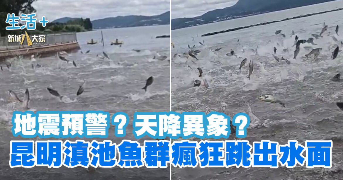 昆明滇池魚群瘋狂跳出水面 地震預警？天降異象？