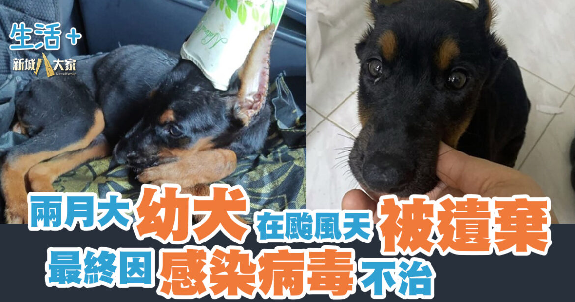 兩月大幼犬在颱風天被遺棄 最終因感染病毒不治
