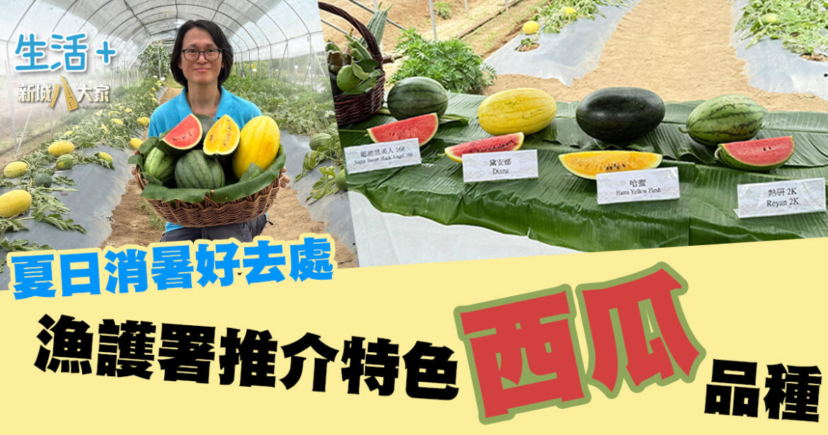 西瓜節丨夏日消暑好去處 漁護署推介特色西瓜品種