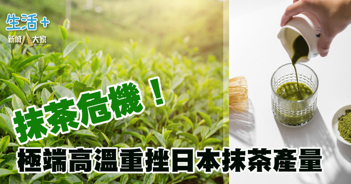 抹茶危機｜極端高溫重挫日本抹茶產量 價格創新高難回落