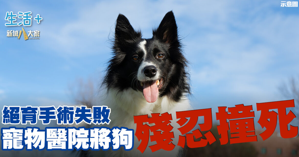 邊牧絕育手術失敗 寵物醫院竟找車將狗狗殘忍撞死