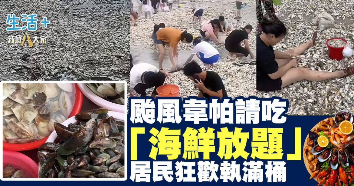 颱風韋帕請吃「海鮮放題」 居民狂歡執滿桶